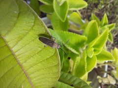 Catorhintha selector