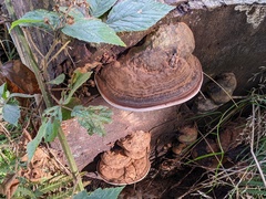 Ganoderma australe