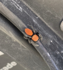 Phidippus apacheanus