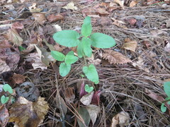 Stachys floridana