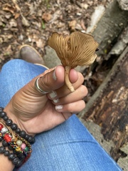 Ampulloclitocybe clavipes