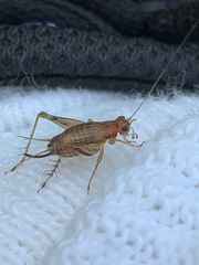 Anaxipha exigua