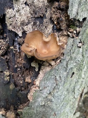 Ampulloclitocybe clavipes