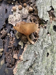 Ampulloclitocybe clavipes