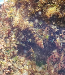 Coryphoblennius galerita