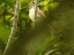 Myiodynastes hemichrysus