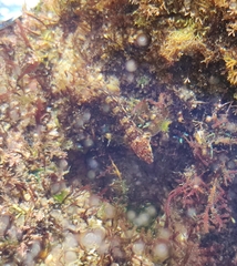 Coryphoblennius galerita