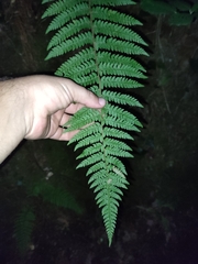 Polystichum setiferum
