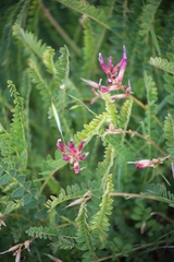 Astragalus monspessulanus