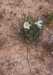 Moraea deserticola
