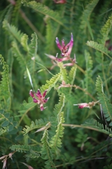 Astragalus monspessulanus