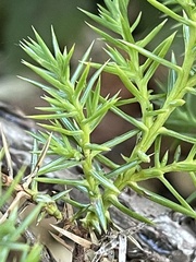 Juniperus communis
