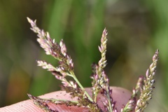 Coleataenia rigidula