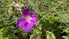 Geranium sanguineum
