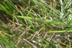 Coleataenia rigidula