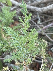 Juniperus communis