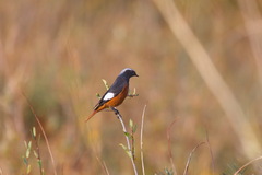 Phoenicurus erythrogastrus