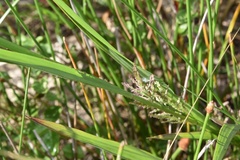 Coleataenia rigidula