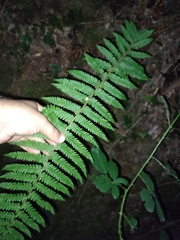 Polystichum setiferum