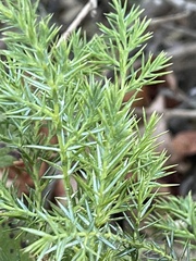 Juniperus communis