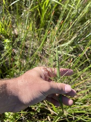 Coleataenia rigidula