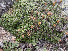 Diapensia lapponica