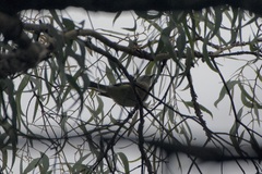 Vireo cassinii