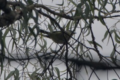 Vireo cassinii