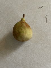 Aesculus parviflora
