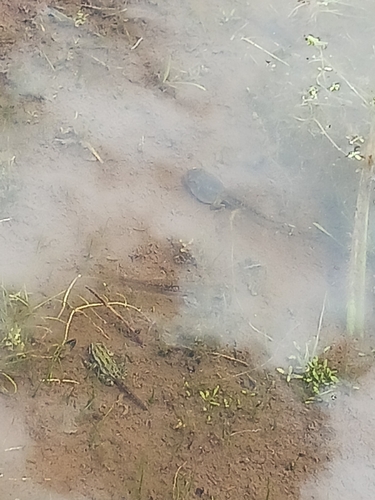 Boreal Chorus Frog photographed in Colorado