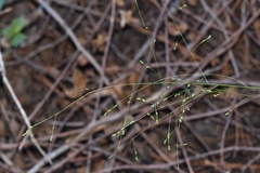 Kellochloa verrucosa