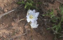Moraea deserticola