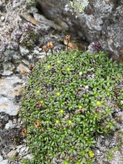 Diapensia lapponica