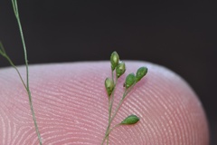 Kellochloa verrucosa