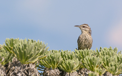 Campylorhynchus yucatanicus