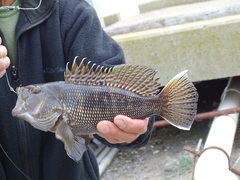 Centropristis striata