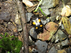 Nicrophorus orbicollis