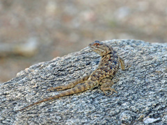 Sceloporus bimaculosus
