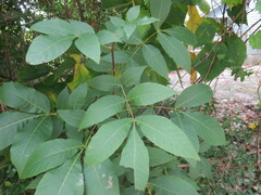 Carya glabra