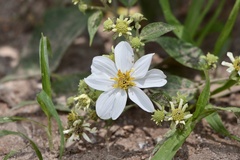 Montanoa leucantha