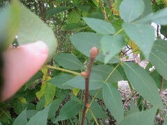 Carya glabra
