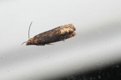 Eucosma ochroterminana