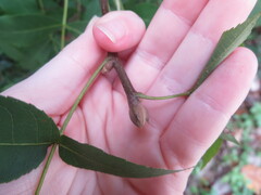 Carya glabra