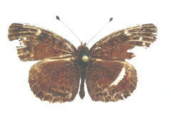Anthanassa atronia