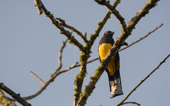 Trogon melanocephalus
