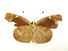 Anthanassa atronia