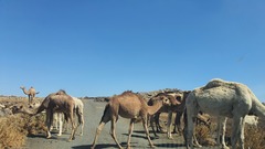 Camelus dromedarius