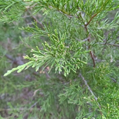 Juniperus ashei