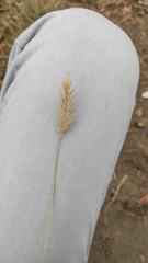 Agropyron cristatum
