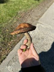 Leccinum aurantiacum